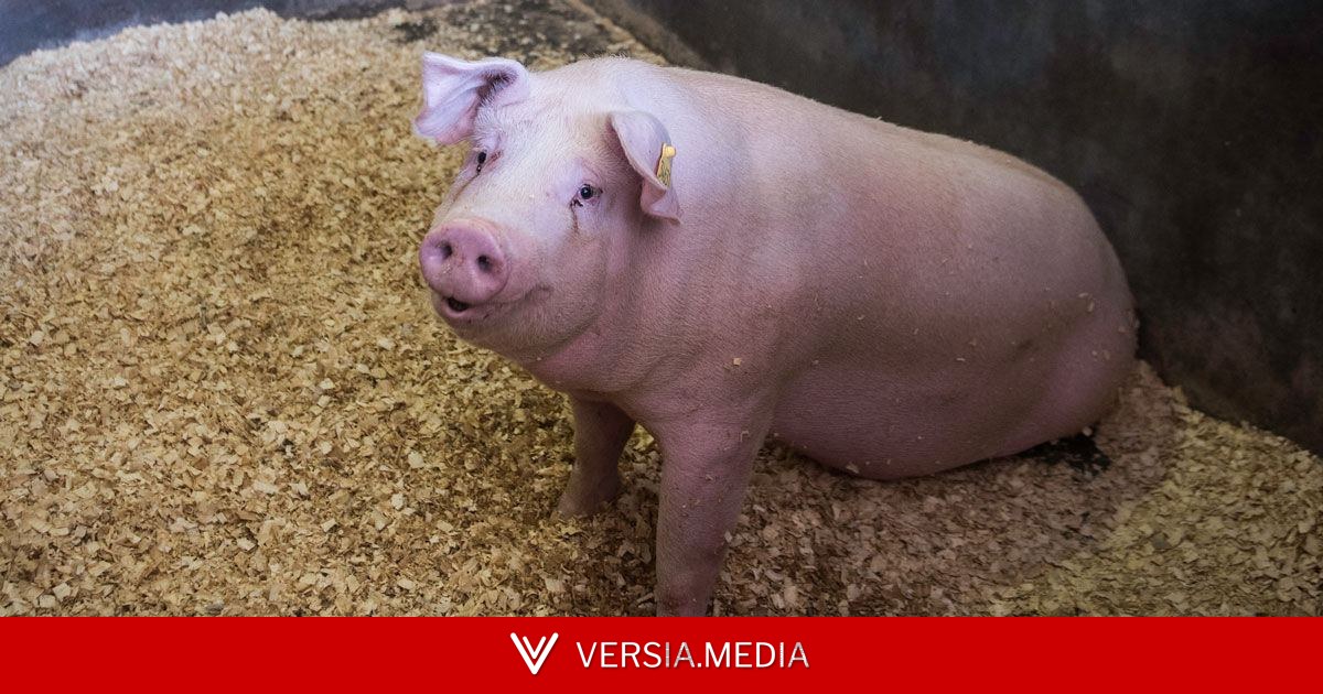 Possível fonte de órgãos para transplantes