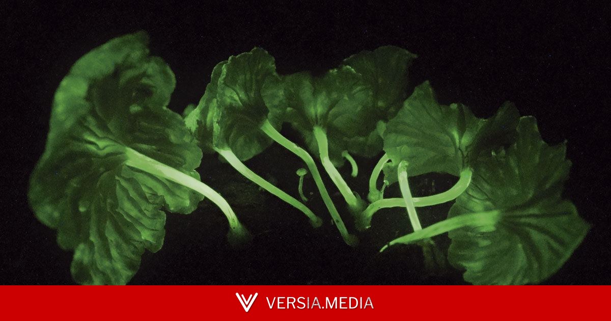 Levantamentos de organismos bioluminescentes geram propostas turísticas