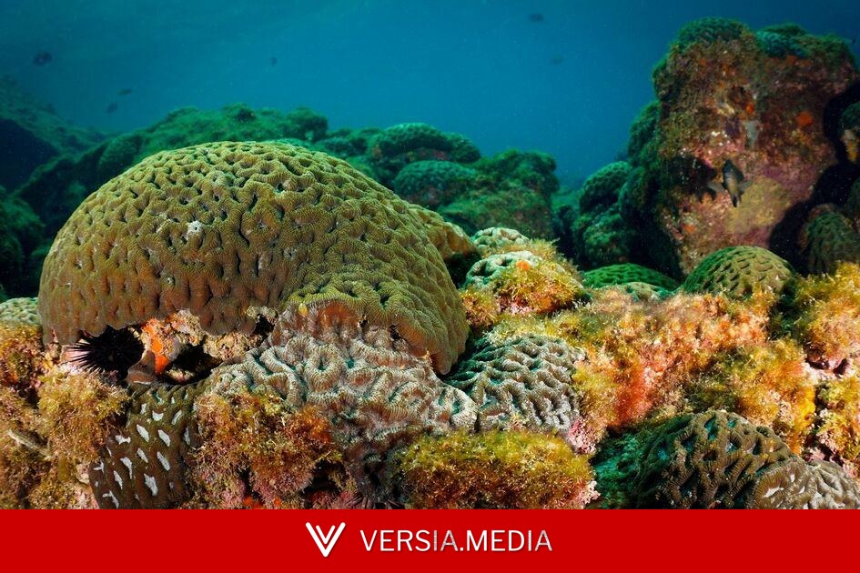 Espécies únicas de coral-de-fogo do Brasil enfrentam risco crescente de extinção
