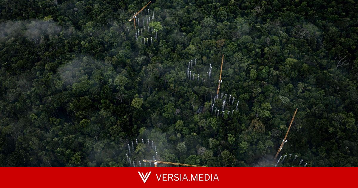 Experimento internacional vai estudar como a Amazônia reage a ambiente rico em dióxido de carbono