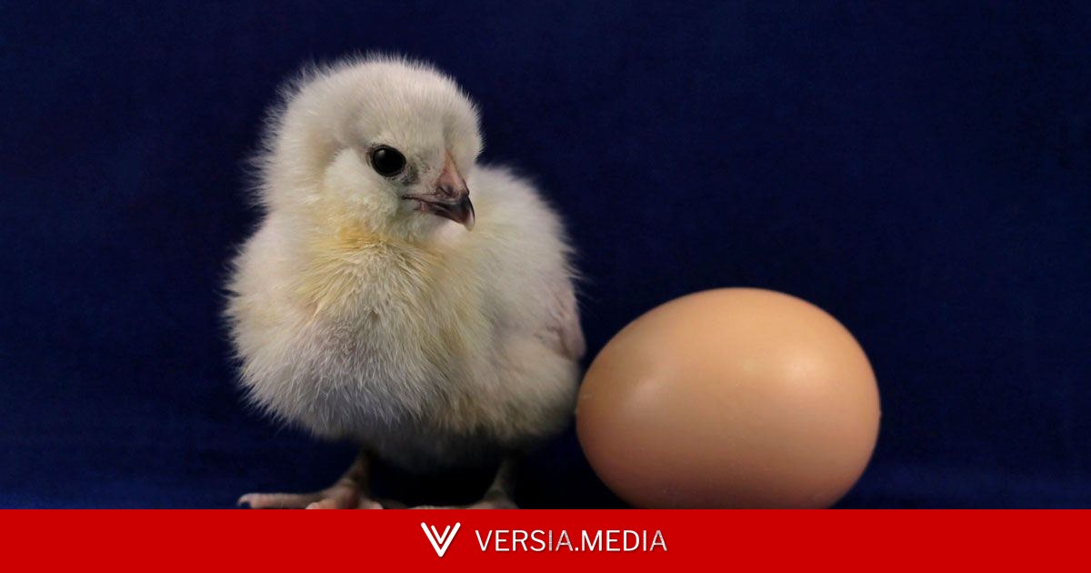 Infravermelho revela o sexo dos embriões antes de nascerem
