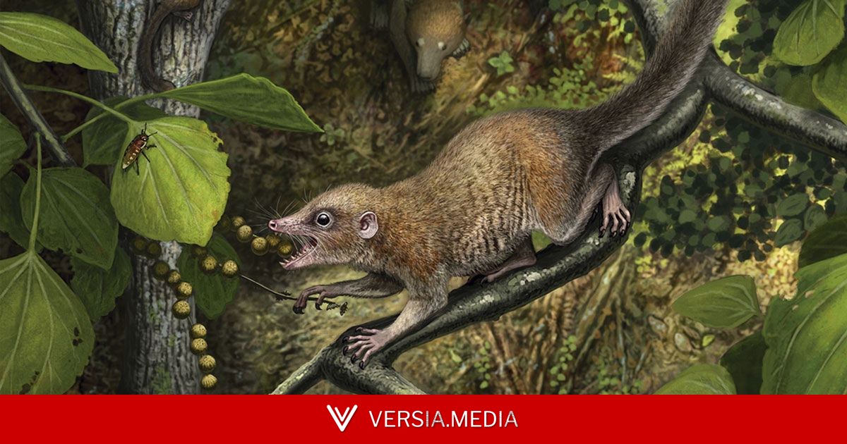 Fim dos dinossauros, início dos primatas