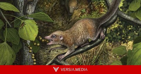 Fim dos dinossauros, início dos primatas